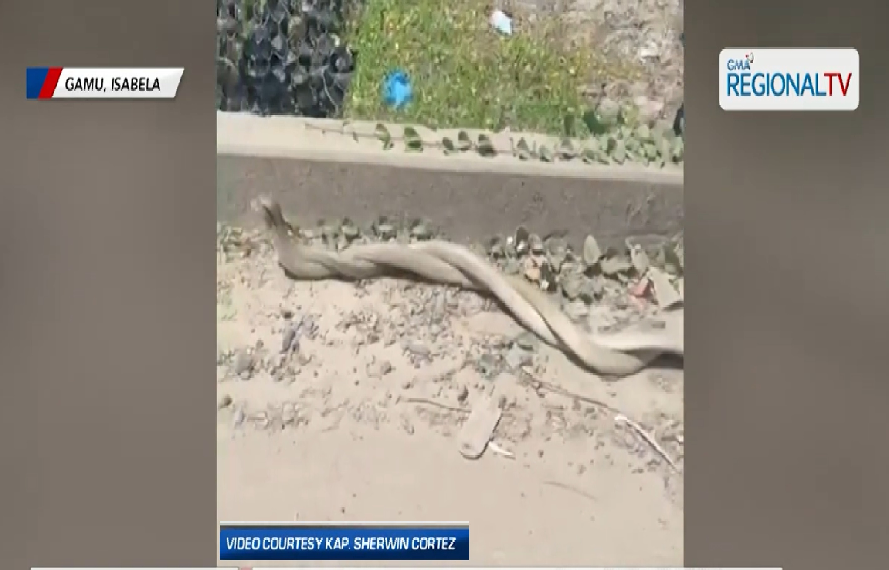 2 cobra na tila nagyayakapan, nakita sa gilid ng kalsada sa Isabela
