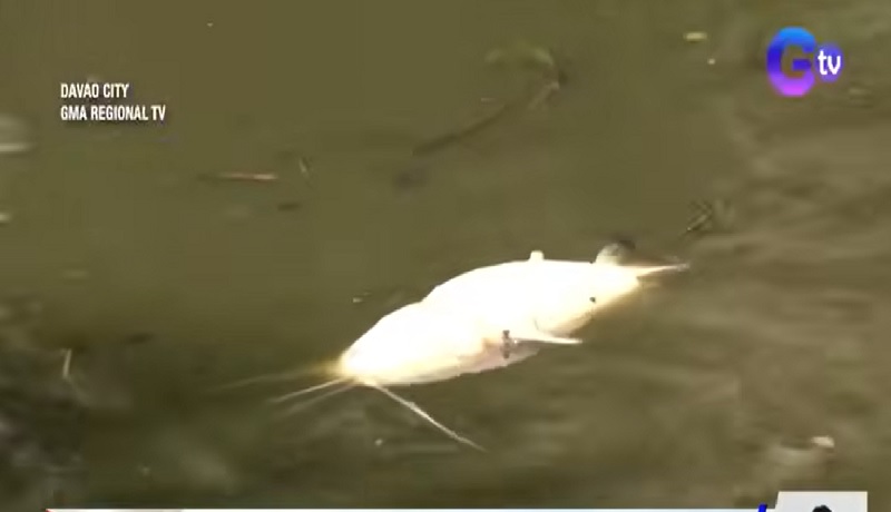 Ilang alagang hito, namatay sa fish pond dahil sa sobrang init at 'di napapalitang tubig