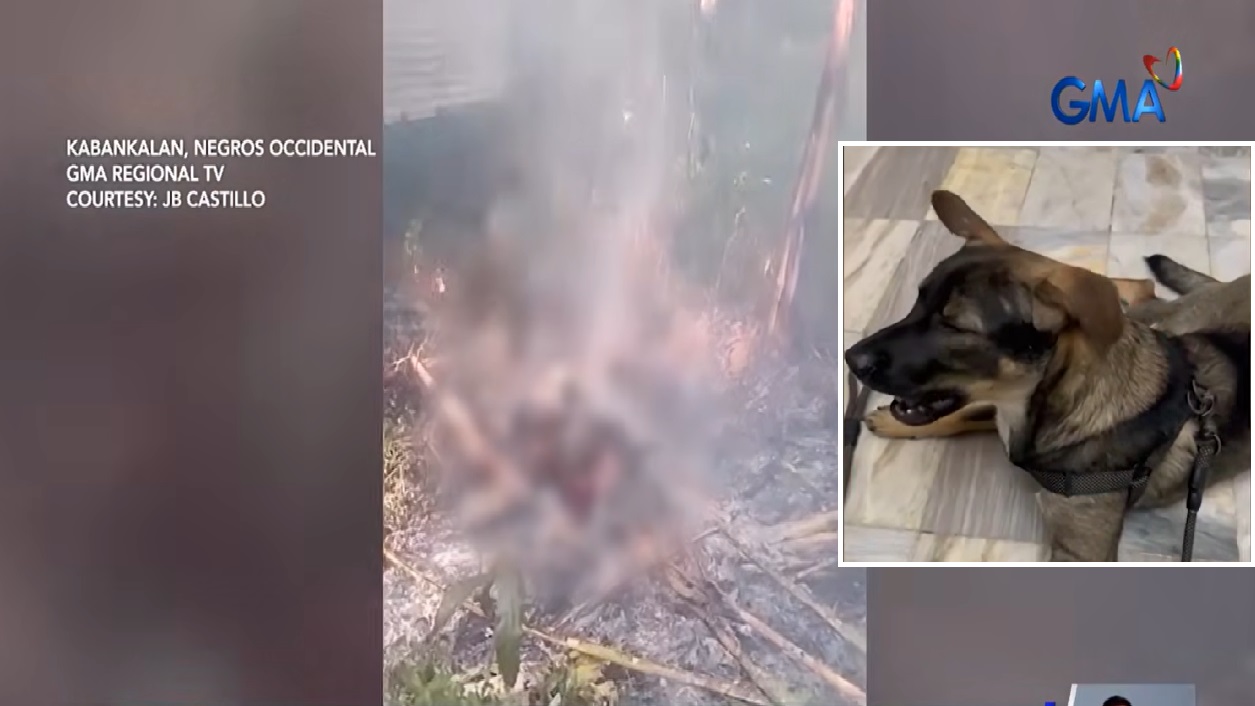 Alagang aso na nawawala, nakitang sinusunog ng kapitbahay sa Negros Occidental