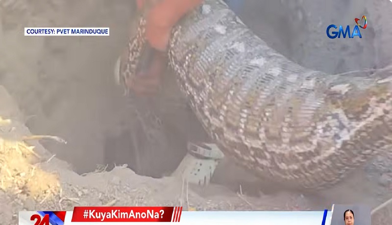 Dambuhalang sawa na nahuli sa Marinduque, ano kaya ang laman sa malaki nitong tiyan?