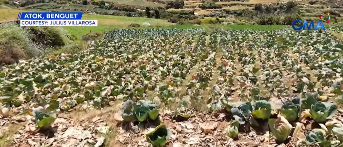 Benguet farmers let crops rot due to oversupply 