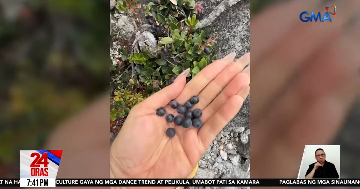 Mt. Apo hikers snack on wild berries found in Boulder Zone