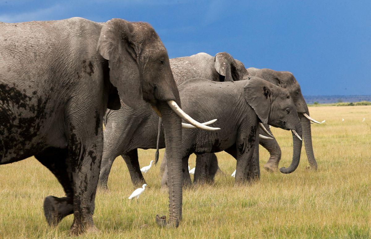 Genetic trouble detected in isolated African elephant populations