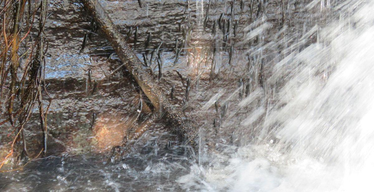 Thousands of small fish defy gravity to climb Congo waterfall