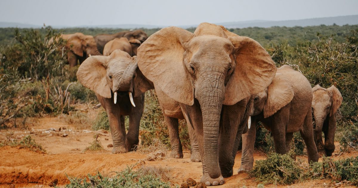 In Central Africa, an elephant kills hunter from California 