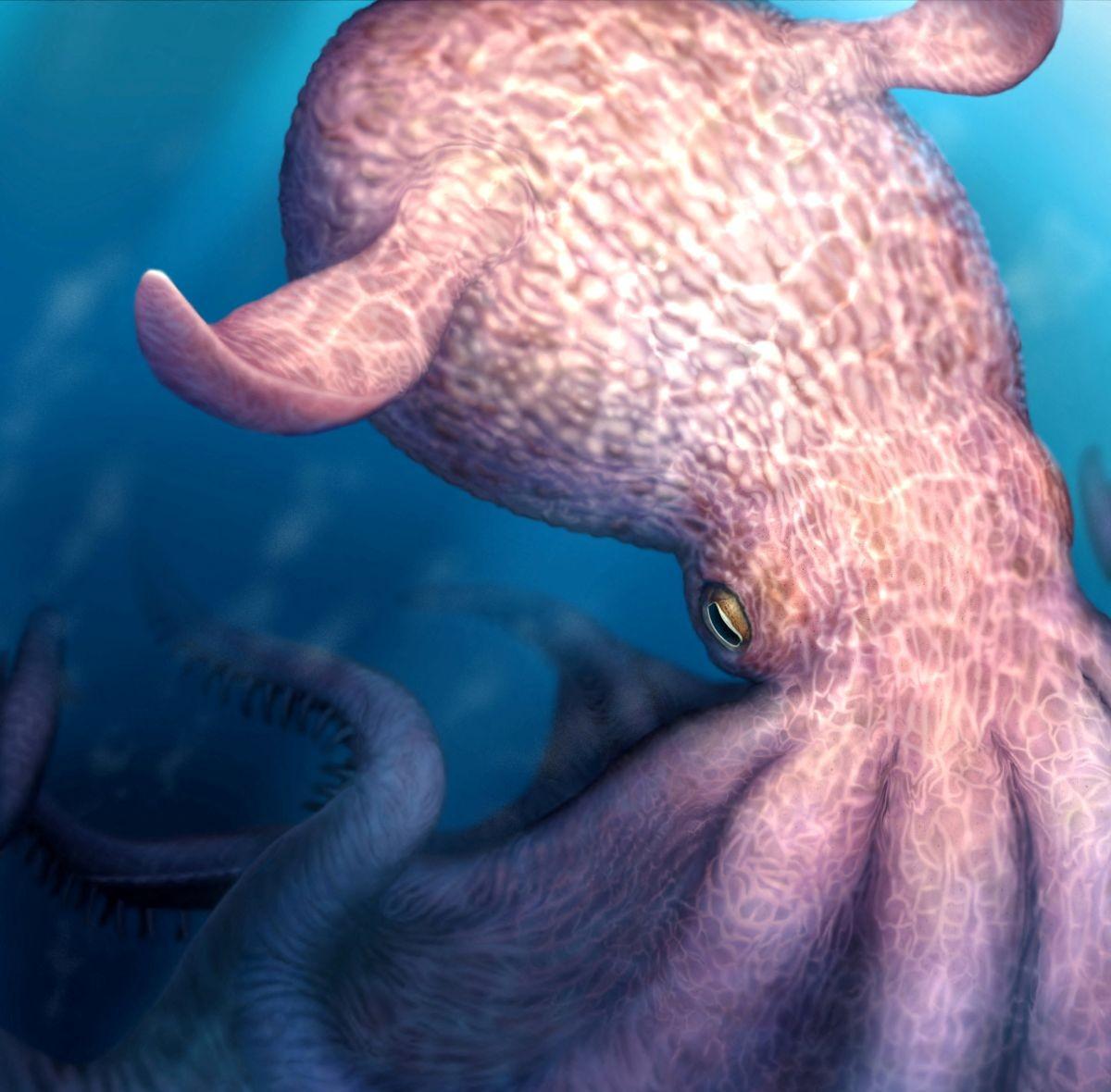 'Cretaceous Kraken' prowled the seas during the age of dinosaurs
