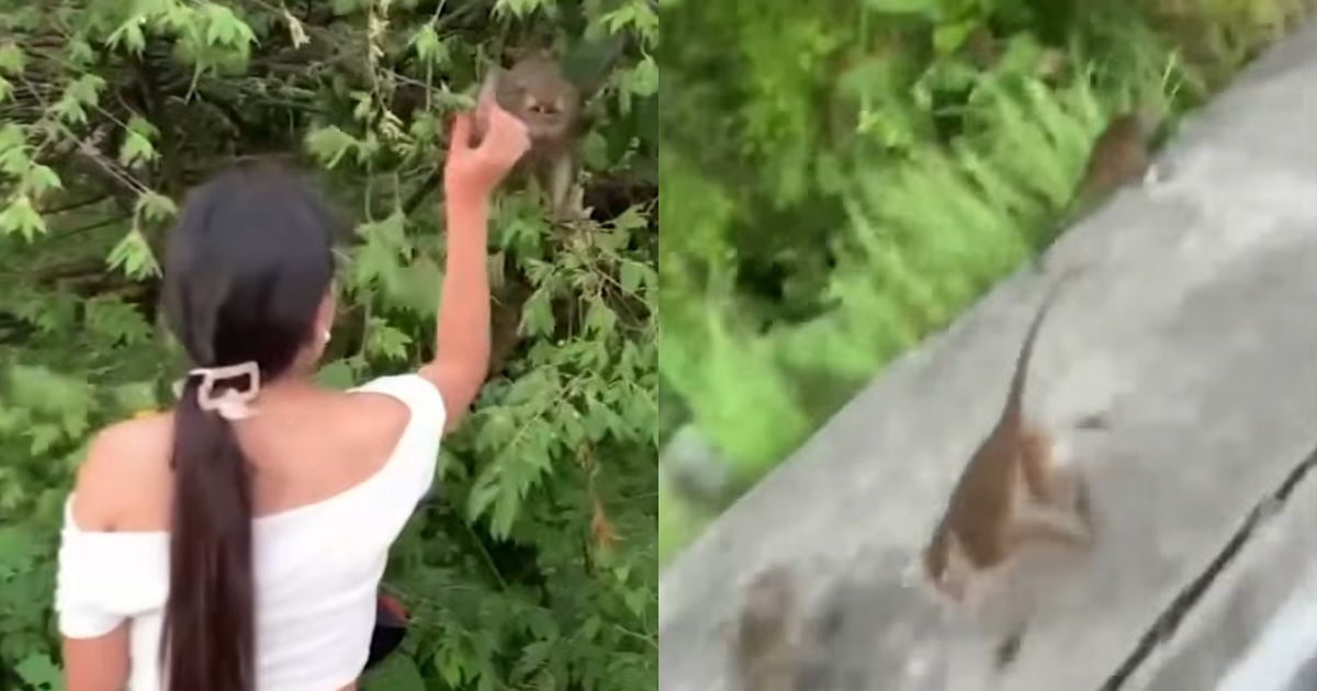 Wildlife expert warns against feeding monkeys after group gets chased in Cotabato City