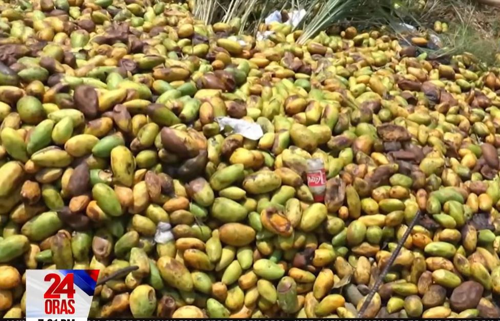 Mangoes in Laoag City rot as soaring oil prices hinder farmers' transport