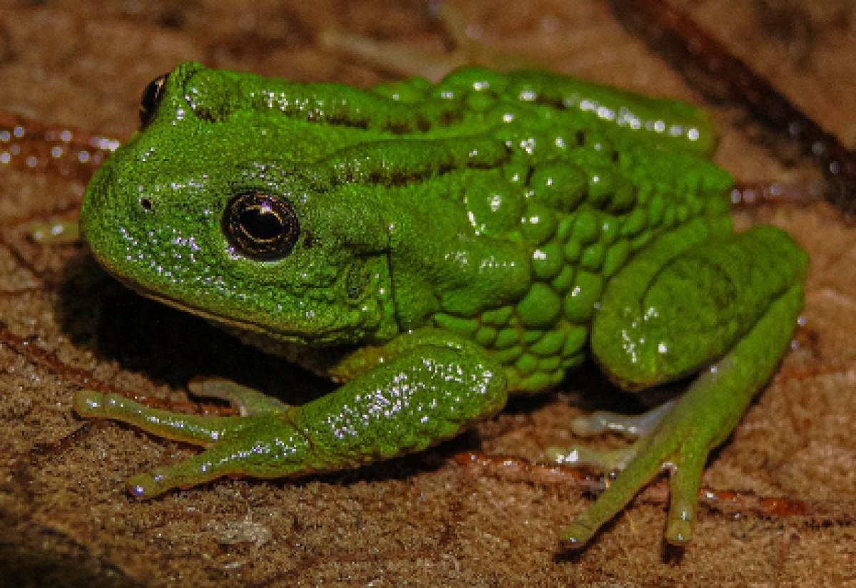 New frog species carrying eggs on back discovered in Peru