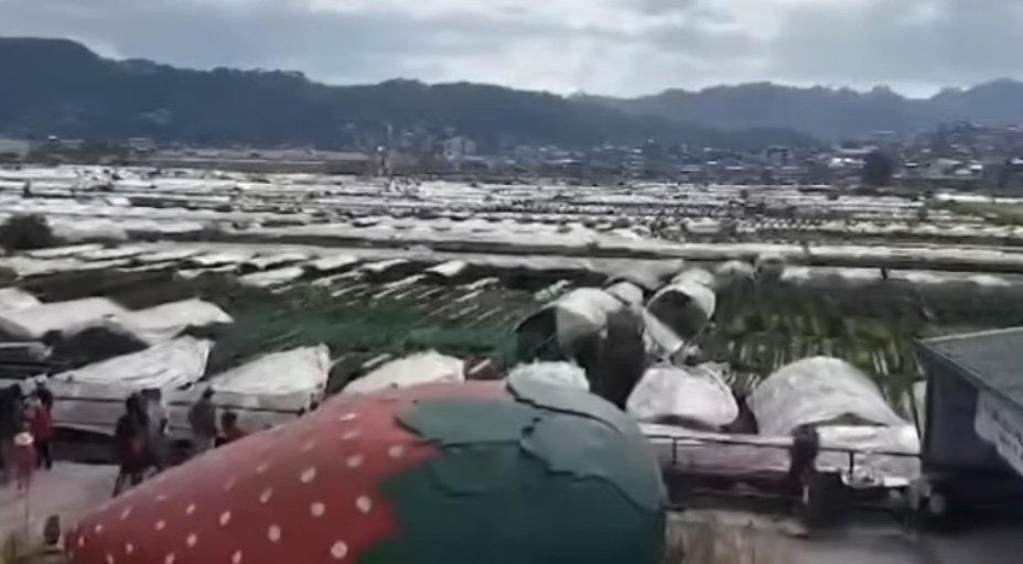 Strawberry farms in La Trinidad attract tourists during Visita Iglesia season