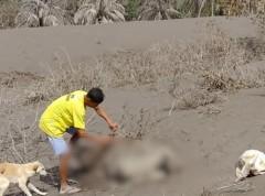 Farm animals dead in Camalig, Albay after Mayon Volcano ashfall
