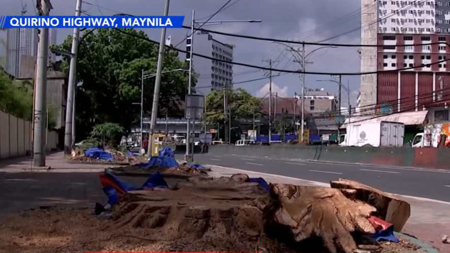 Manila folk sad over 200 trees felled along Quirino Highway for expressway project