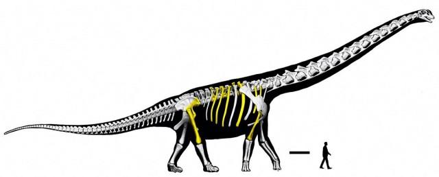 Skeletal reconstruction of the Cretaceous Period sauropod dinosaur Nagatitan chaiyaphumensis, with recovered fossil specimens highlighted in yellow, seen in this image released on May 14, 2026. Thitiwoot Sethapanichsakul et al./ Handout via REUTERS