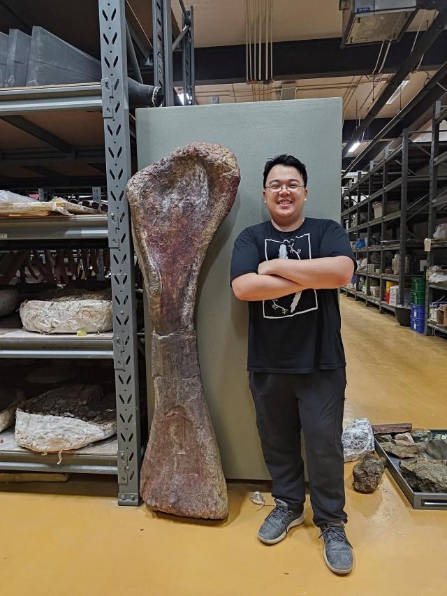 Researcher Thitiwoot Sethapanichsakul poses with a front leg bone, or humerus, of the Cretaceous Period sauropod dinosaur Nagatitan chaiyaphumensis at the Sirindhorn Museum in Kalasin Province, Thailand, in 2024, in a photograph released on May 14, 2026. Thitiwoot Sethapanichsakul/ Handout via REUTERS 