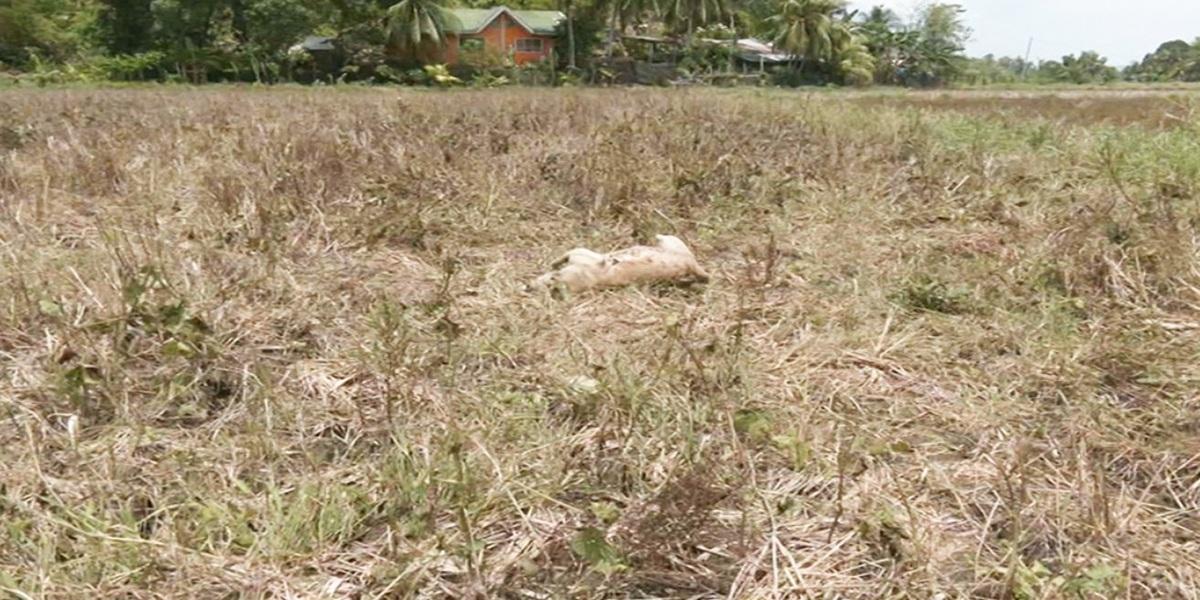 10-month-old dog shot dead in Dumangas, Iloilo