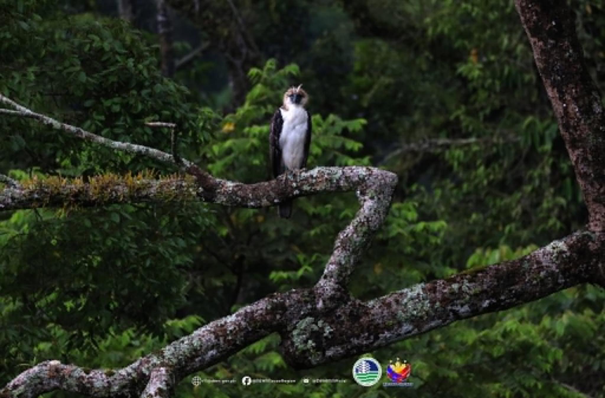 Juvenile Philippine eagle spotted in Davao City