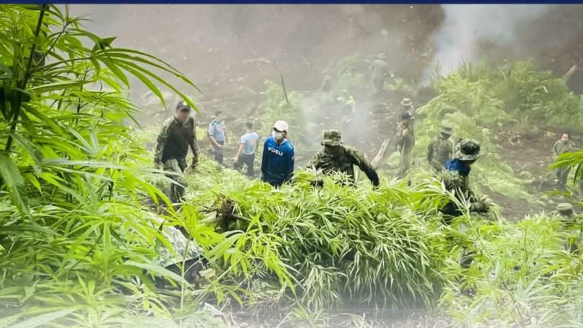 P228M in marijuana destroyed in two-day operations in Kalinga