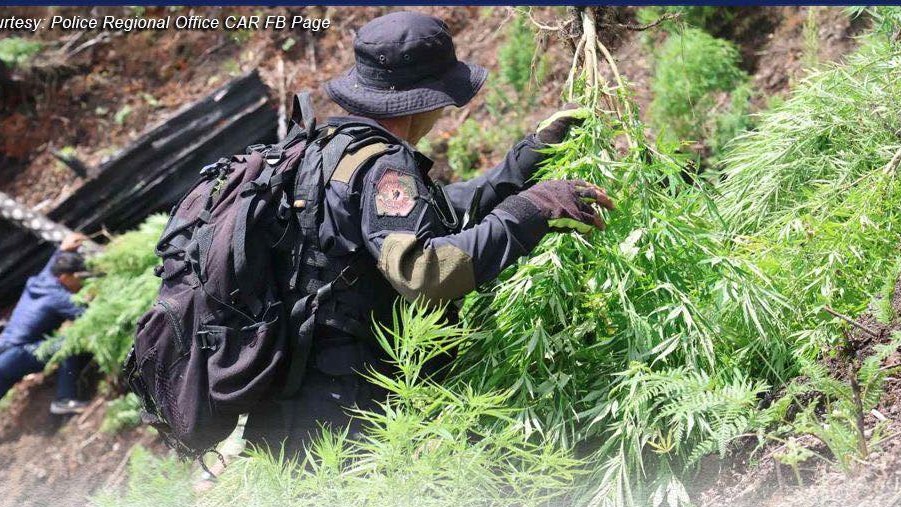 P43M in marijuana destroyed in week-long operations in Cordillera – PNP