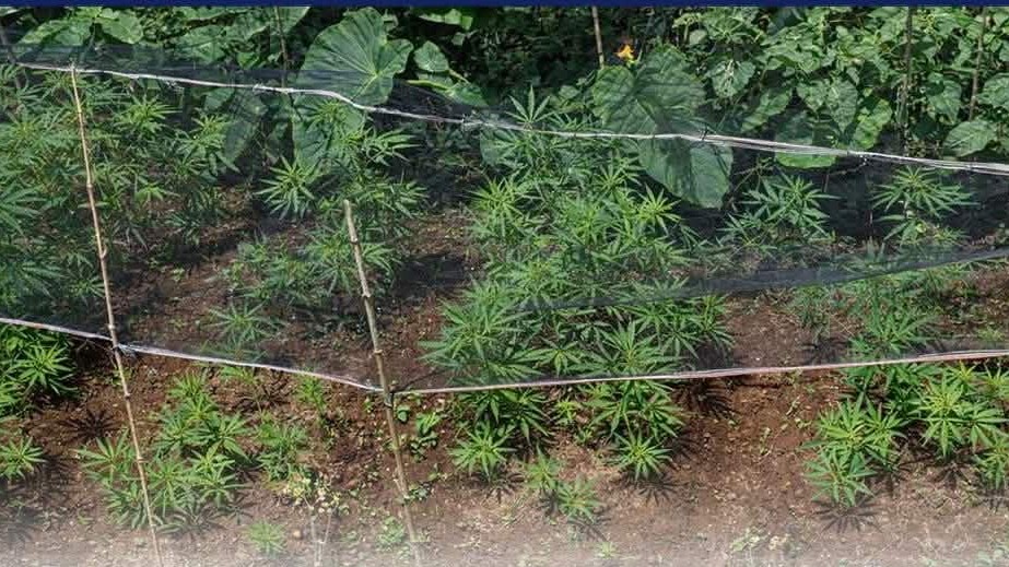 P162M marijuana destroyed in 8 Kalinga plantations in just one day 