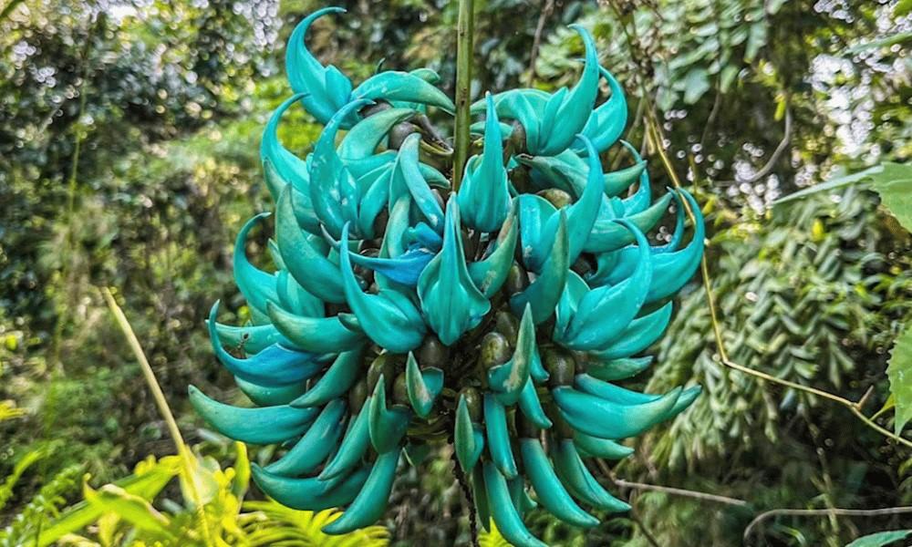 Rare jade vine spotted anew in Cagayan mountains
