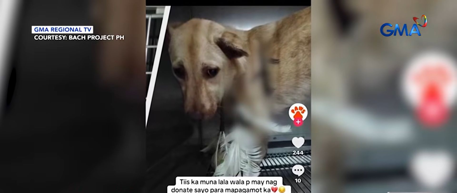 Litrato ng dating viral dog na si Tiktok, ginagamit sa online scam
