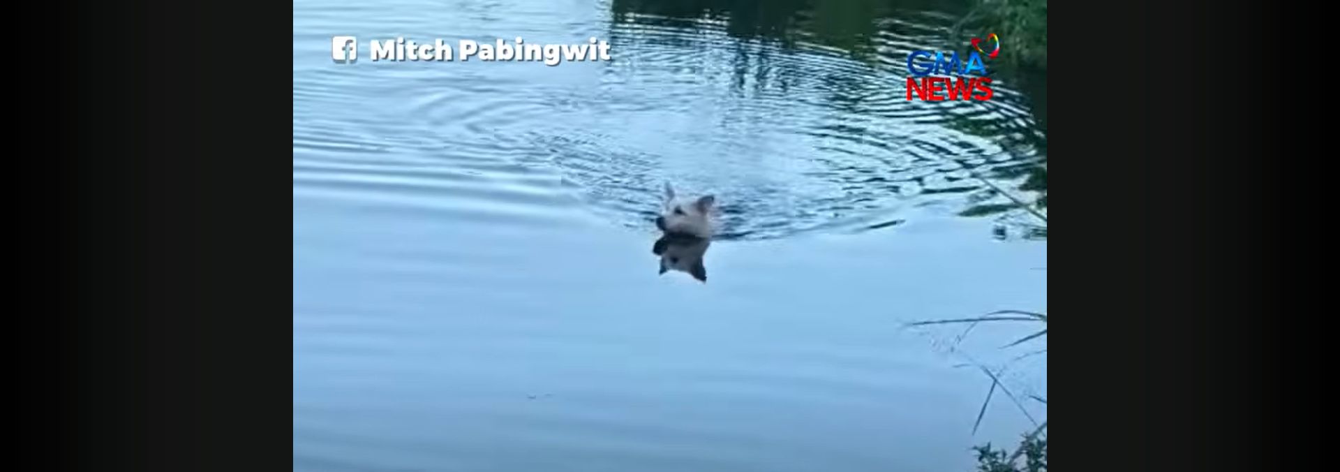 Asong 2 araw nang nawawala, natagpuang lumalangoy sa ilog pabalik sa kaniyang pamilya
