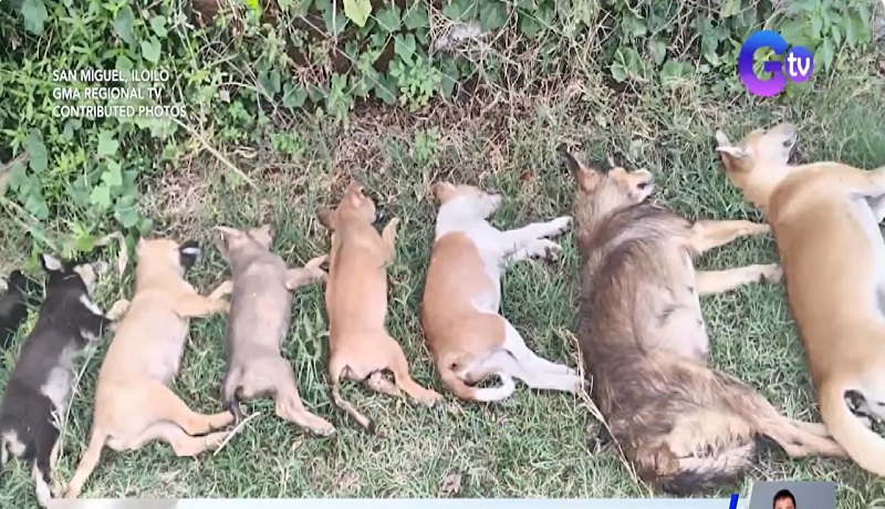 13 alagang aso, natagpuang patay at hinihinalang nilason sa Iloilo