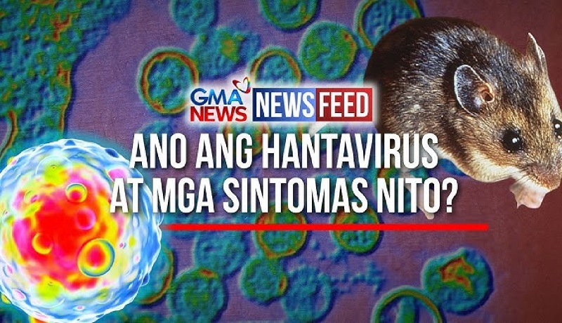 Ano ang hantavirus na hinihinalang sanhi ng pagkamatay ng 3 tao sa isang cruise ship?
