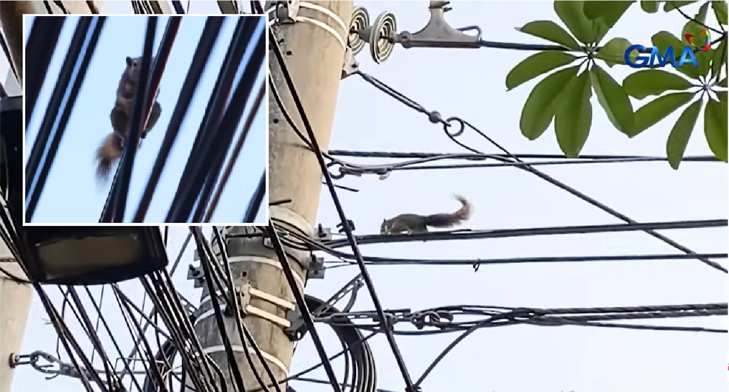 Squirrels in the city, good ba o bad sa kapaligiran?