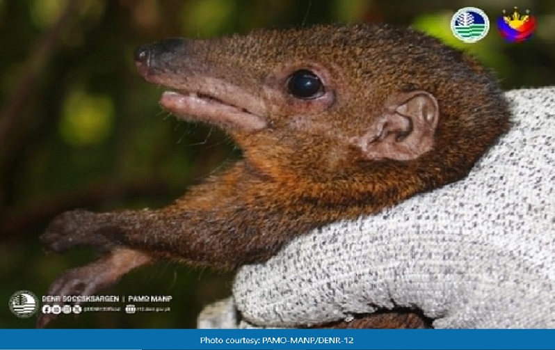 Endemic na hayop sa Mindanao na tingkolit o ‘treeshrew,’ nakita sa Mt. Apo