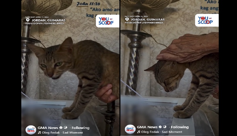 Pusa, tila ‘sinundan’ ang pumanaw niyang amo sa Guimaras