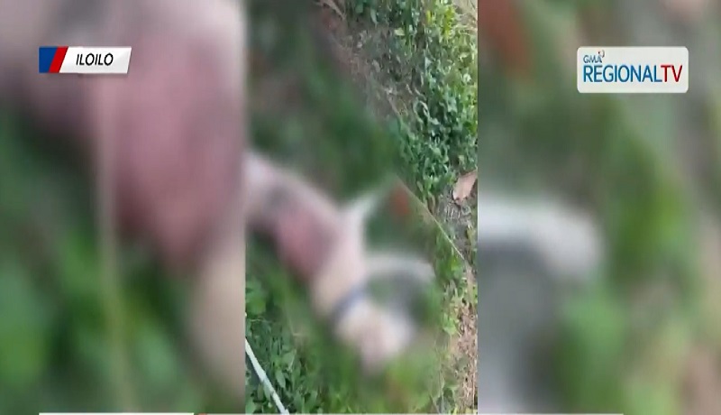 Aso na nangagat umano ng panabong na manok, binaril gamit ang airgun