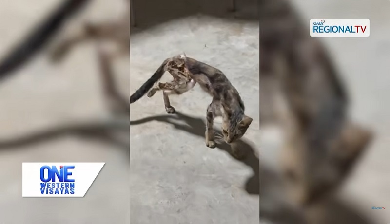 Pusa, nalapnos ang bahagi ng katawan matapos buhusan ng mainit na tubig