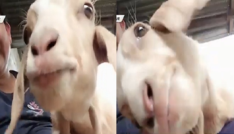 Ulilang kambing, inalagaan at lumaking malambing na tila aso sa Ilocos Sur 