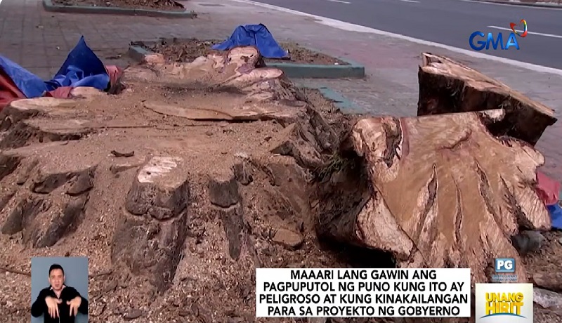 Alamin ang sinasabi ng batas tungkol sa pagputol ng mga puno