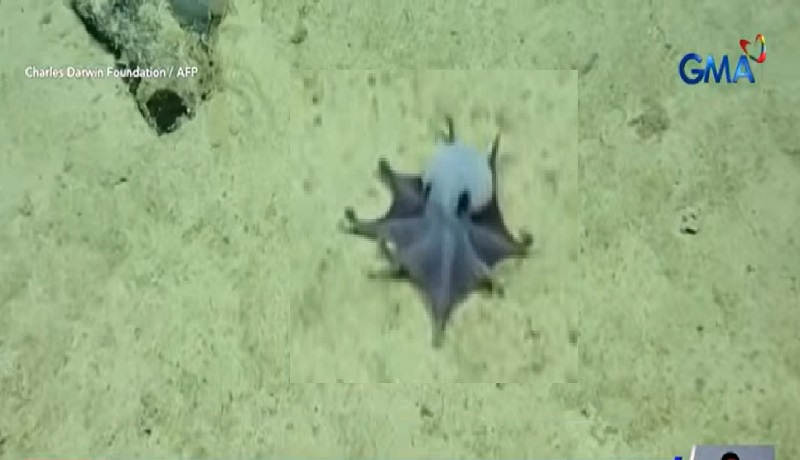 Bagong uri ng octopus na kulay asul at kasinglaki lang ng golf ball, natagpuan sa Pacific Ocean