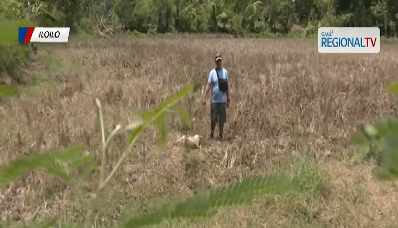 Aso na laging sumama sa kaniyang amo sa trabaho, patay sa pamamaril sa Iloilo