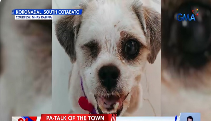 Shih tzu na mahigit isang taon nang nawawala, nakauwi sa kaniyang amo na mag-isa