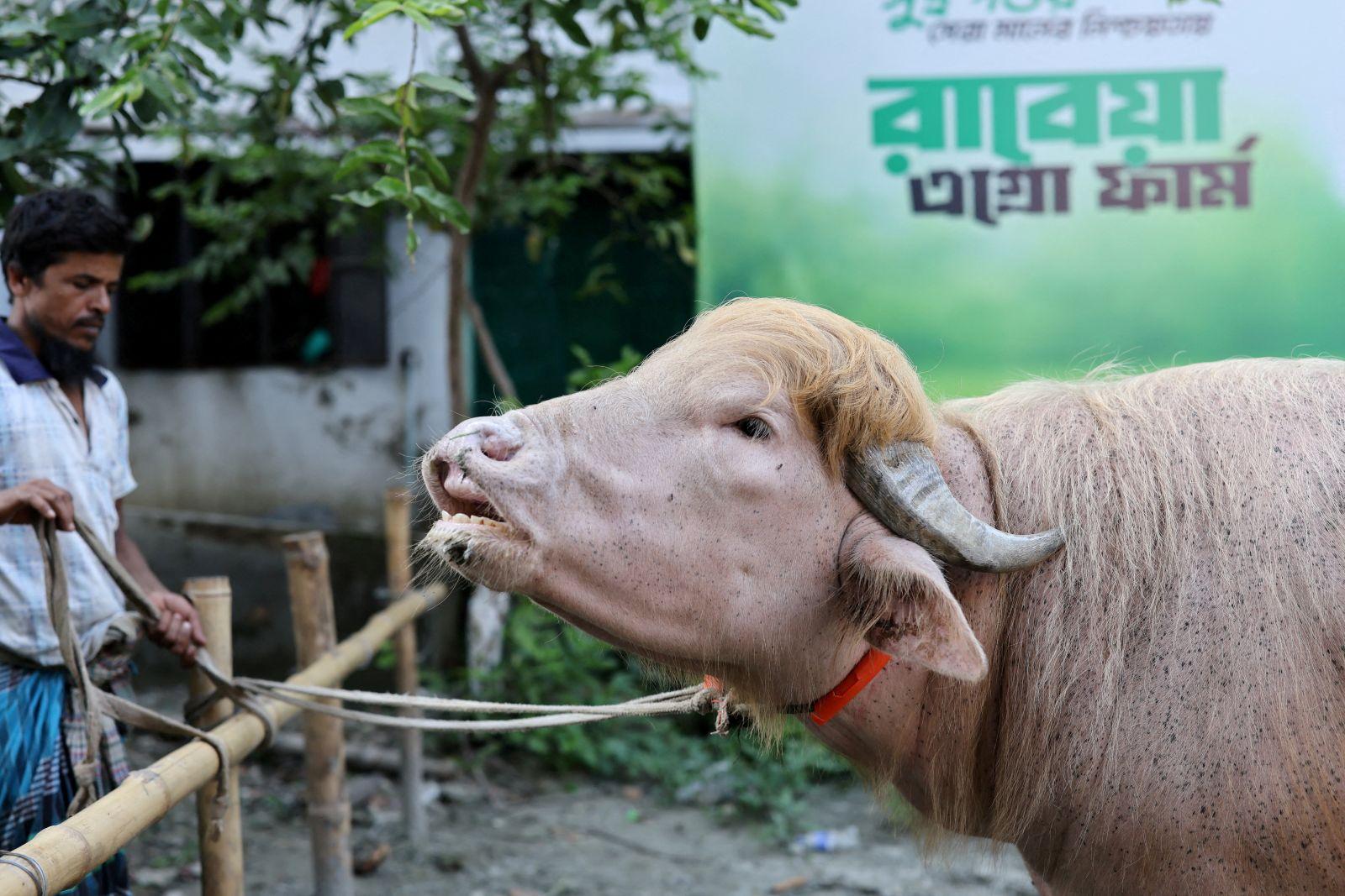 Bangladesh’s rare ‘Donald Trump’ buffalo becomes Eid sensation
