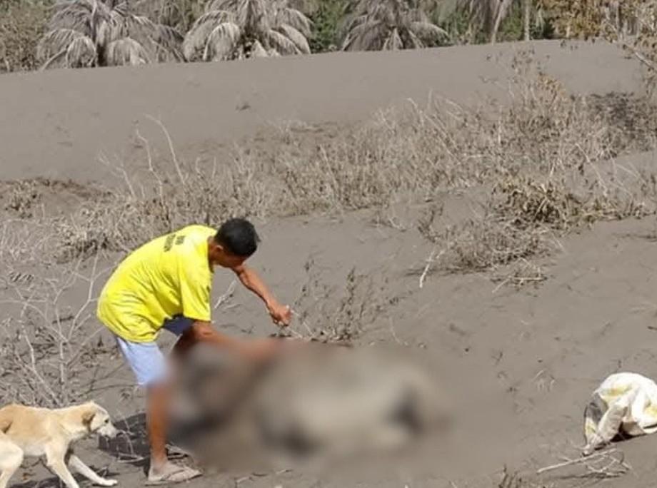 Farm animals dead in Camalig, Albay after Mayon Volcano ashfall