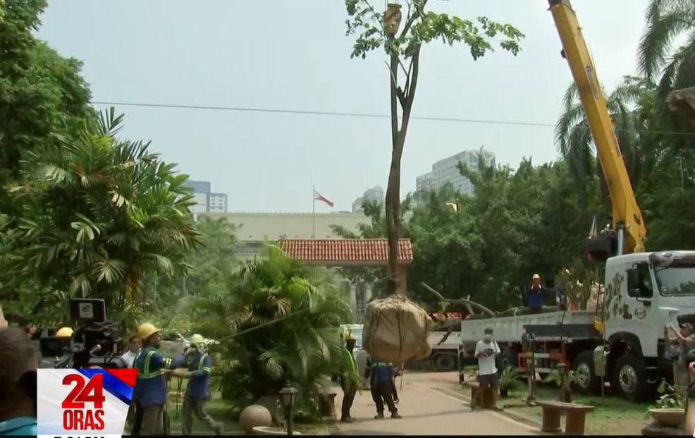 Two Narra Trees Successfully Transplanted from Quirino to Taft Avenue