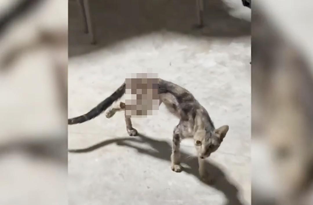 Hot water poured on cat in Negros Occidental