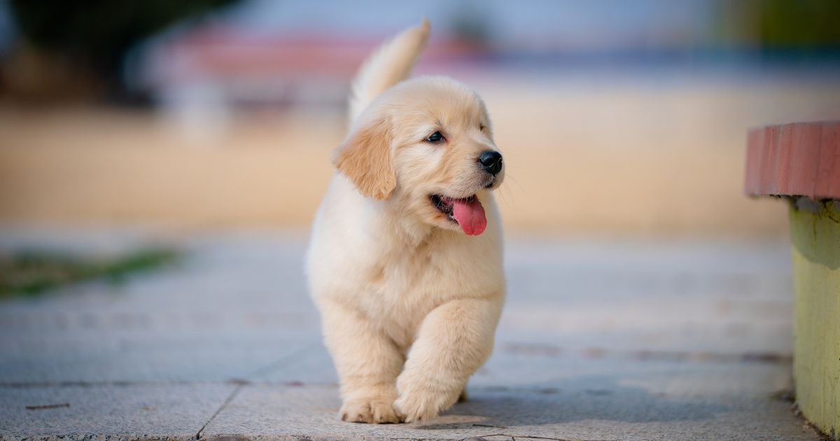 Why some dogs bark differently, according to a veterinarian