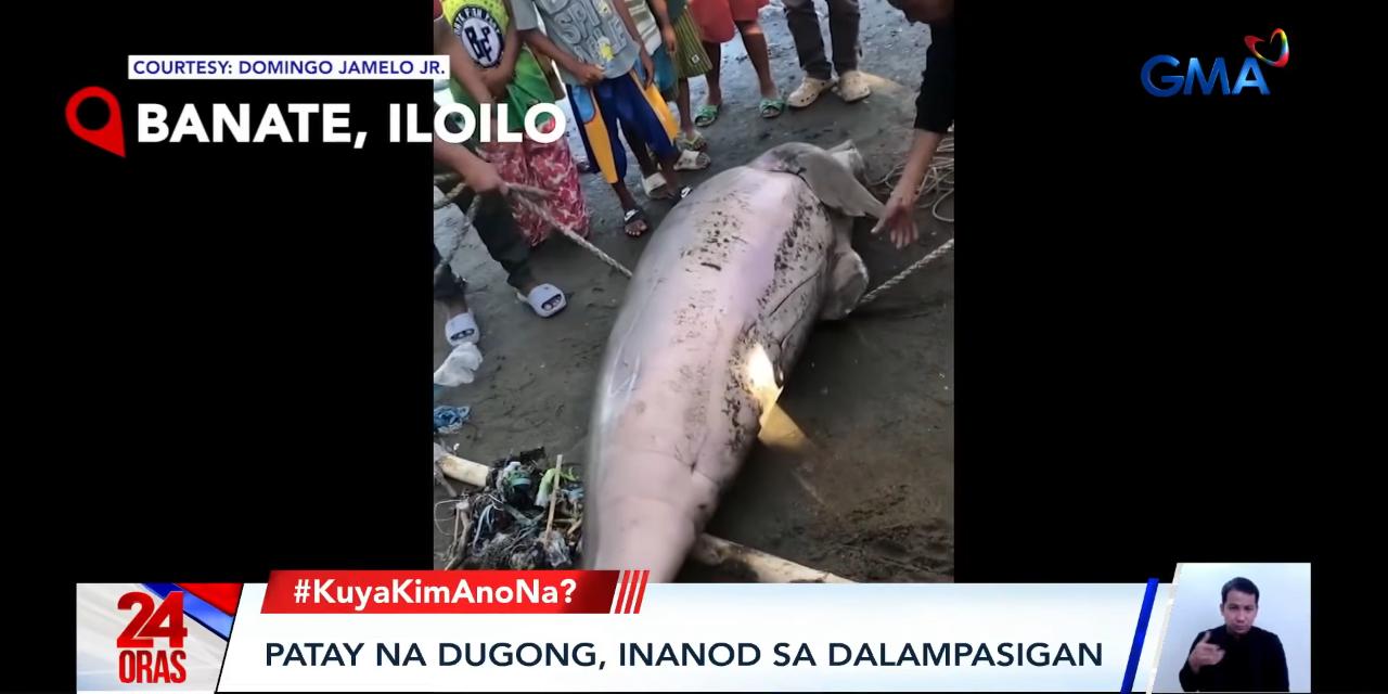 Dead sea cow washes ashore in Iloilo