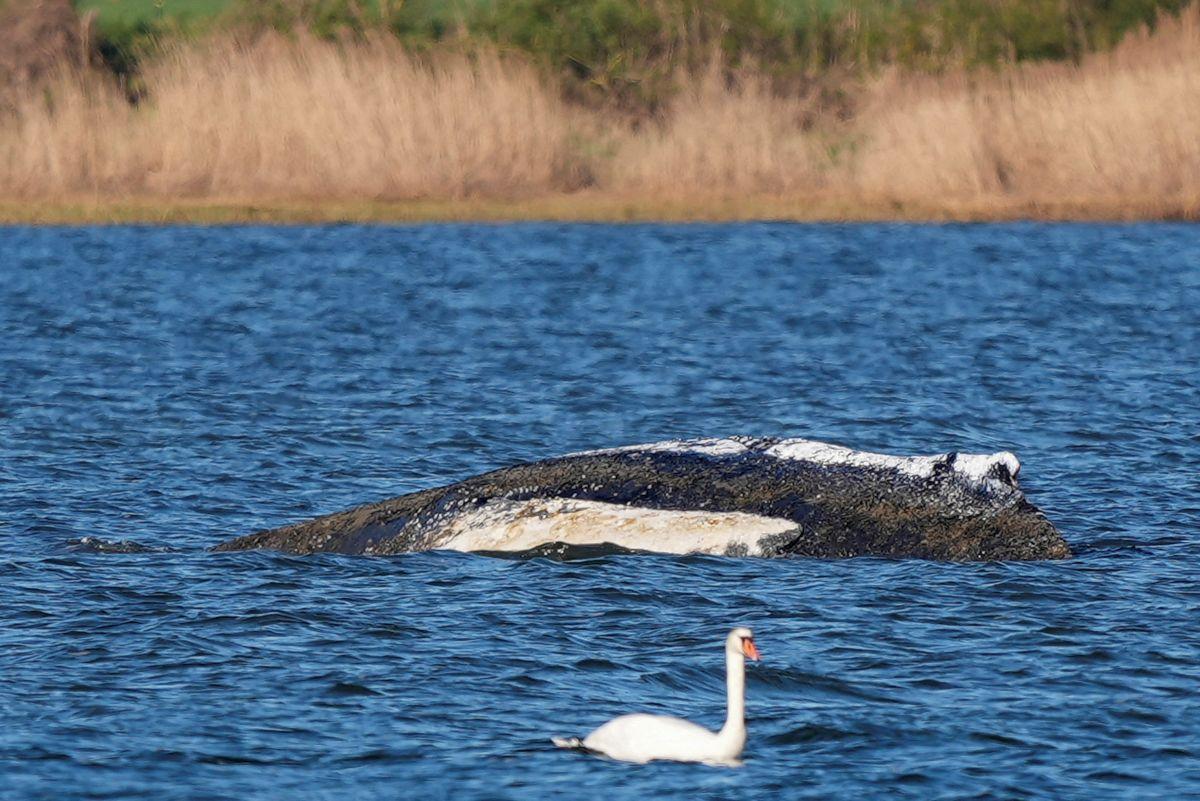 Whale of a time: Humpbacks set new distance record