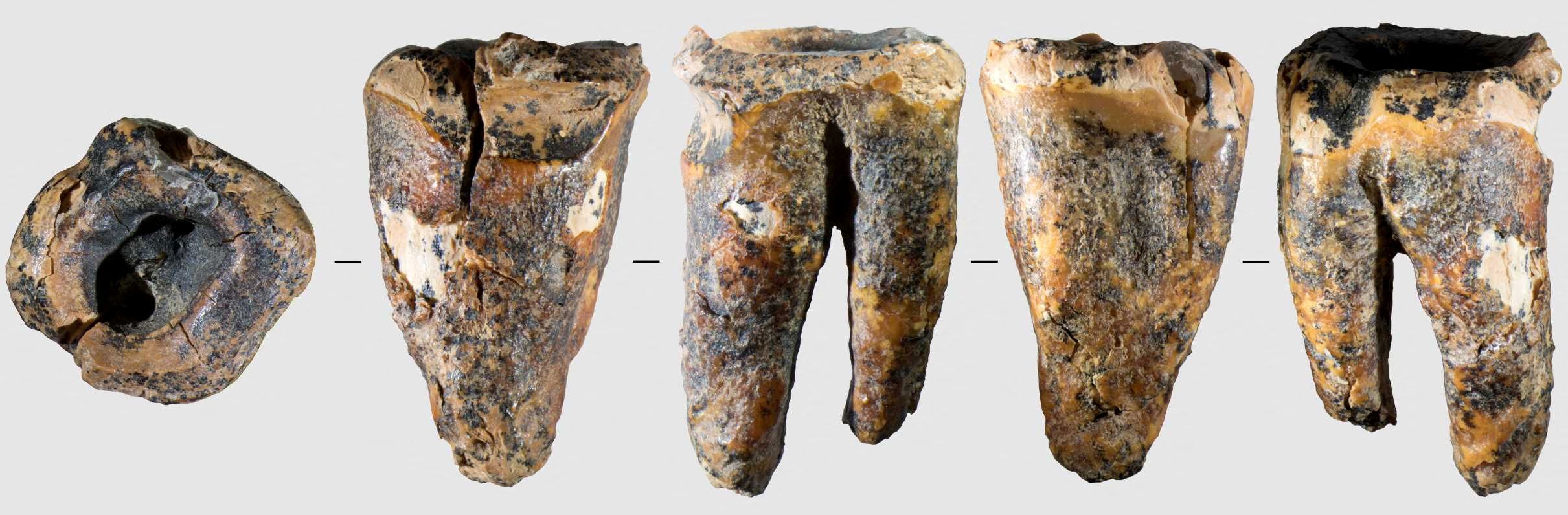 Tooth from Siberian cave reveals Neanderthal dental surgery