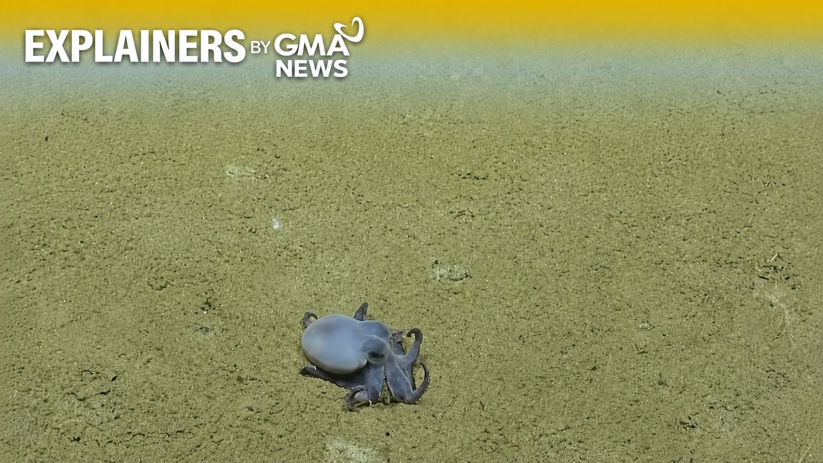 EXPLAINER: Characteristics of newly discovered octopus species