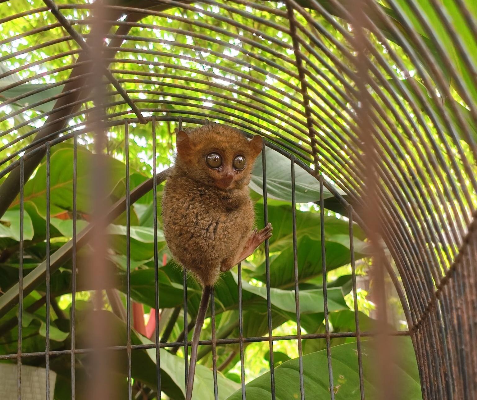 Presence of Philippine tarsier reported in Lanao del Sur