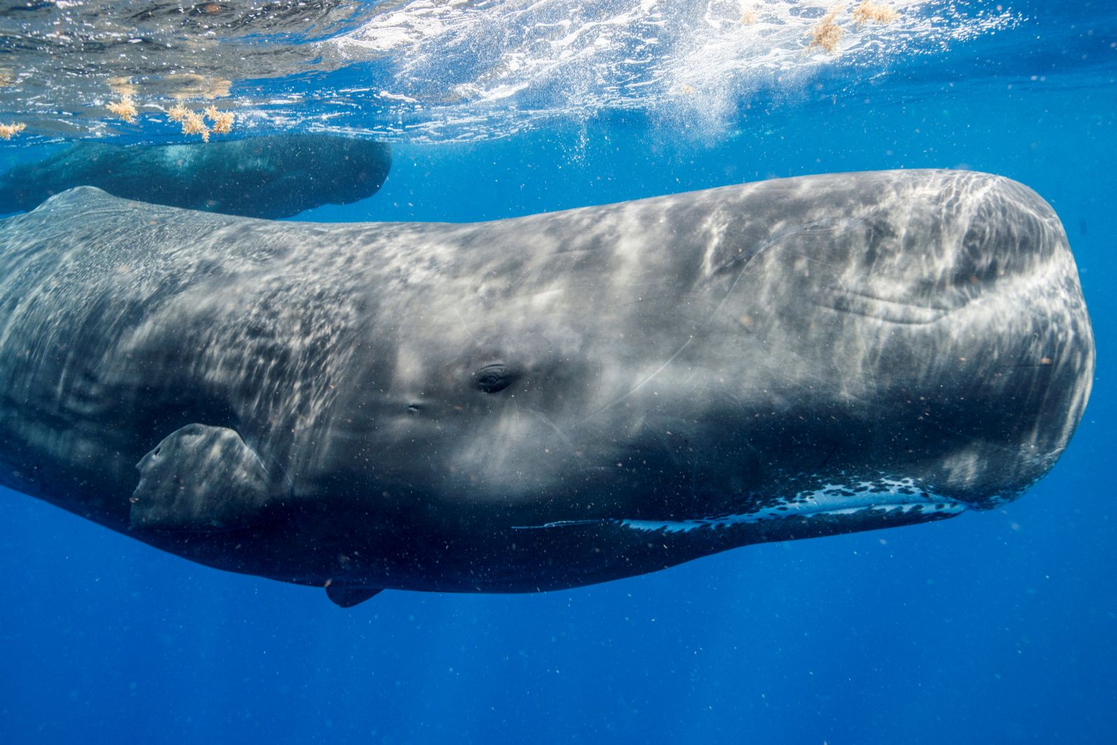 Underwater robot tracks sperm whale conversations in real time