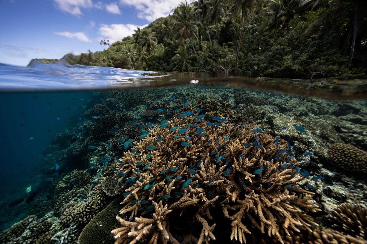 Scientists identify 64,000 sq miles of coral reef capable of surviving climate crisis